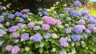 Results of  Hydrangea macrophylla pruning by Bruno Bonomo 2,209 views 5 years ago 2 minutes, 42 seconds