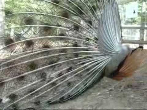 How do peacocks reproduce?