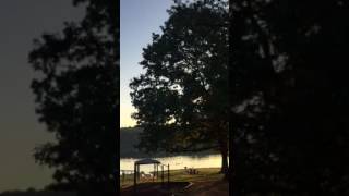 Fish crows with one REAL loud American crow.
