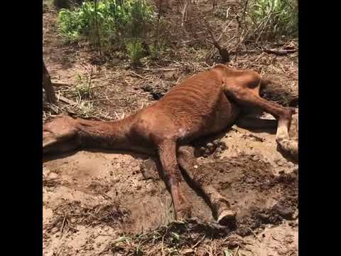 Um cavalo foi abandonado em situação maus tratos com desnutrição e ferimentos em Balsas