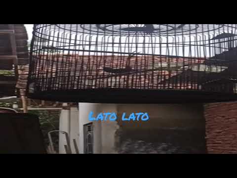 Murai Batu Isian Lato Lato #shorts #muraibatu #muraibatugacor