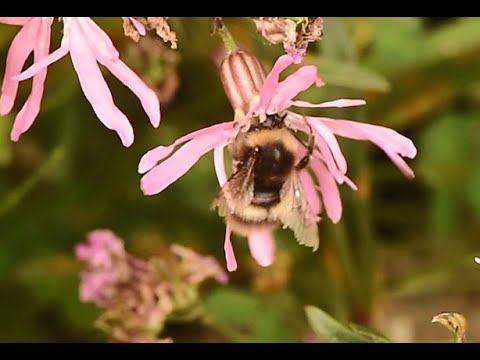 Weidehommel Bombus pratorum, oude werkster, foeragerend op echte koekoeksbloem