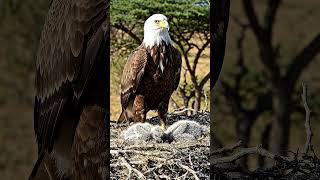 the african fish eagle stands still#predator #amazonrainforest #wildlife #worldwildlifeday #animals