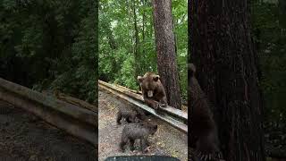 Delightful Interaction With Bear and Cubs People Share Snacks