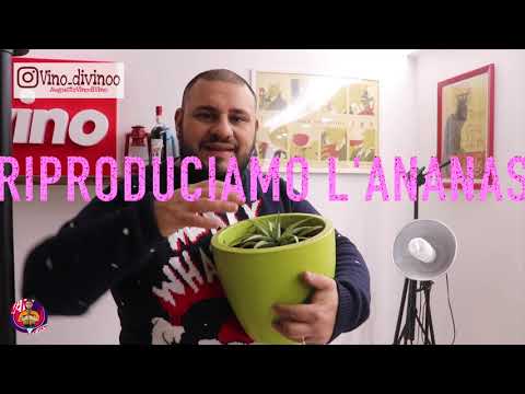 Video: Ananas esotico: dove cresce questo frutto raro?