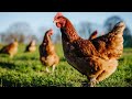 Music For Chickens For Better Egg Laying And Tastier Meat 1 Hour 