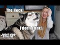 Husky Hates Being Told He Smells! Boops Me In The Face!