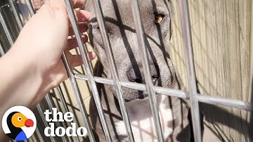 Shelter Pittie Melts Into Her Rescuer After Being Saved Just In Time | The Dodo