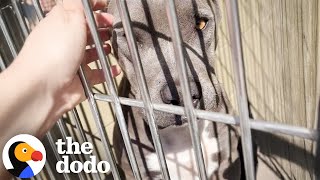 Shelter Pittie Melts Into Her Rescuer After Being Saved Just In Time The Dodo