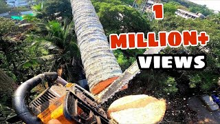 Amazing Fastest  Simple way coconut tree cutting with a chainsaw / raja woodcutting