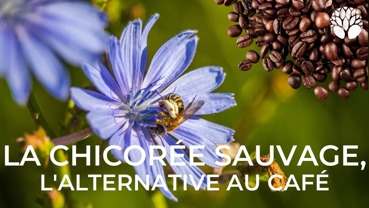 La chicorée sauvage, l'alternative au café ! 