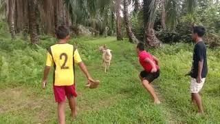 DiKejar kambing (bendot)