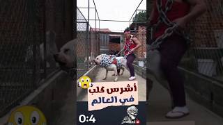 كلب ممنوع امتلاكه في معظم دول العالم