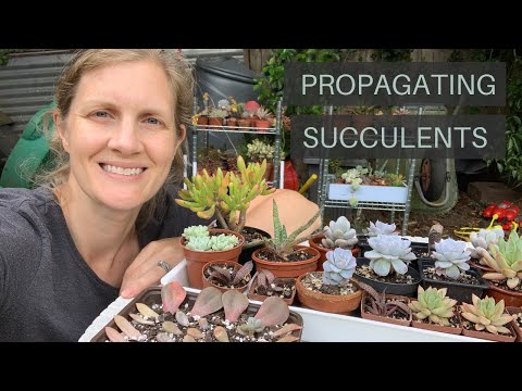 Best Way to Propagate Succulents from Leaves and Cuttings, fast and easy!