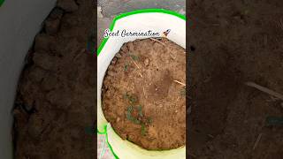 Seeds germination done ✅🚀 ||#viral #gardening #shorts