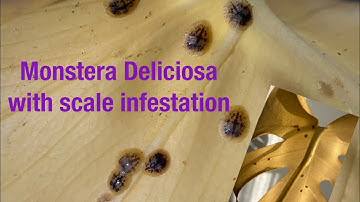 Monstera Deliciosa scale infestation is a common houseplant pest nuisance