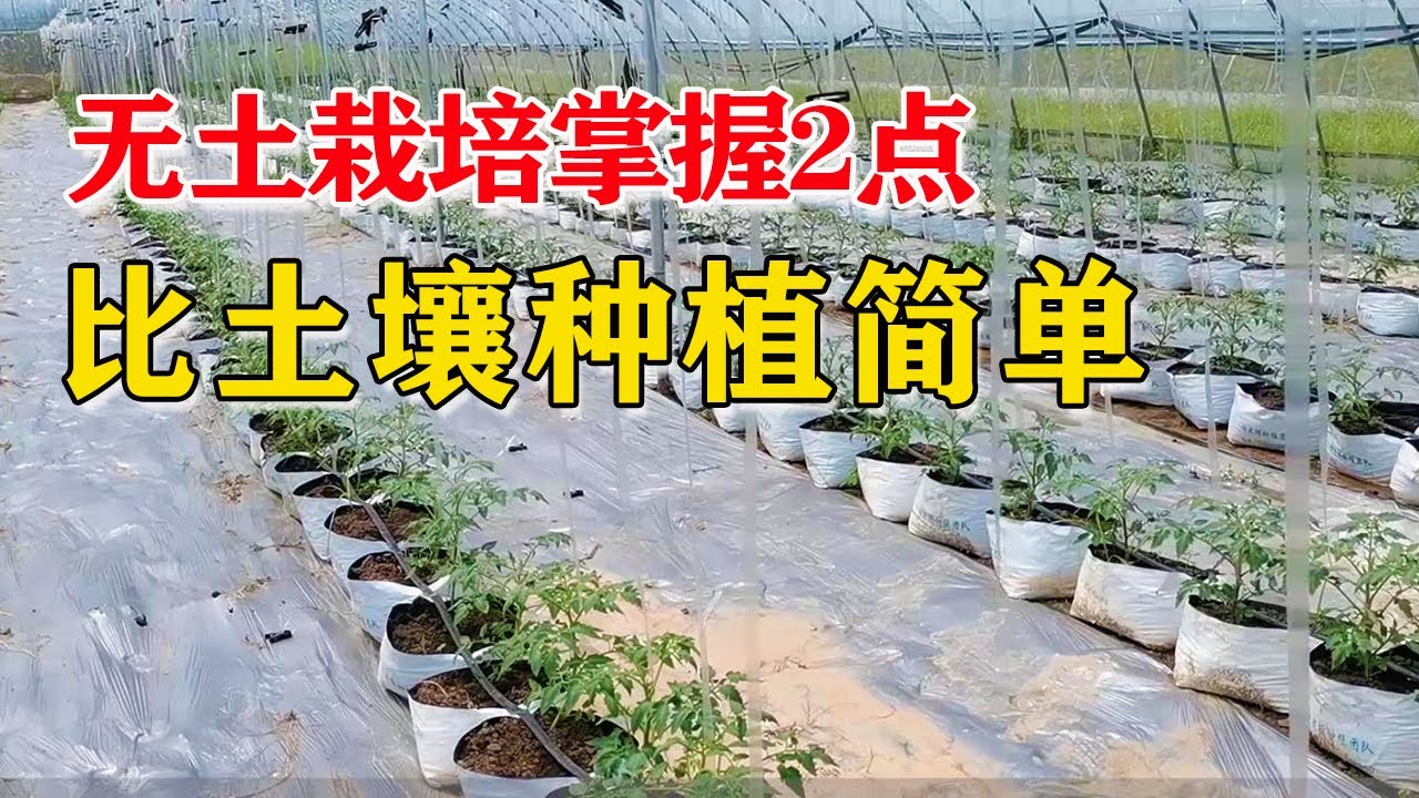 掌握2点 轻轻松松无土栽培种番茄 比土壤种植还简单 付老师种植技术团队官方频道 Youtube