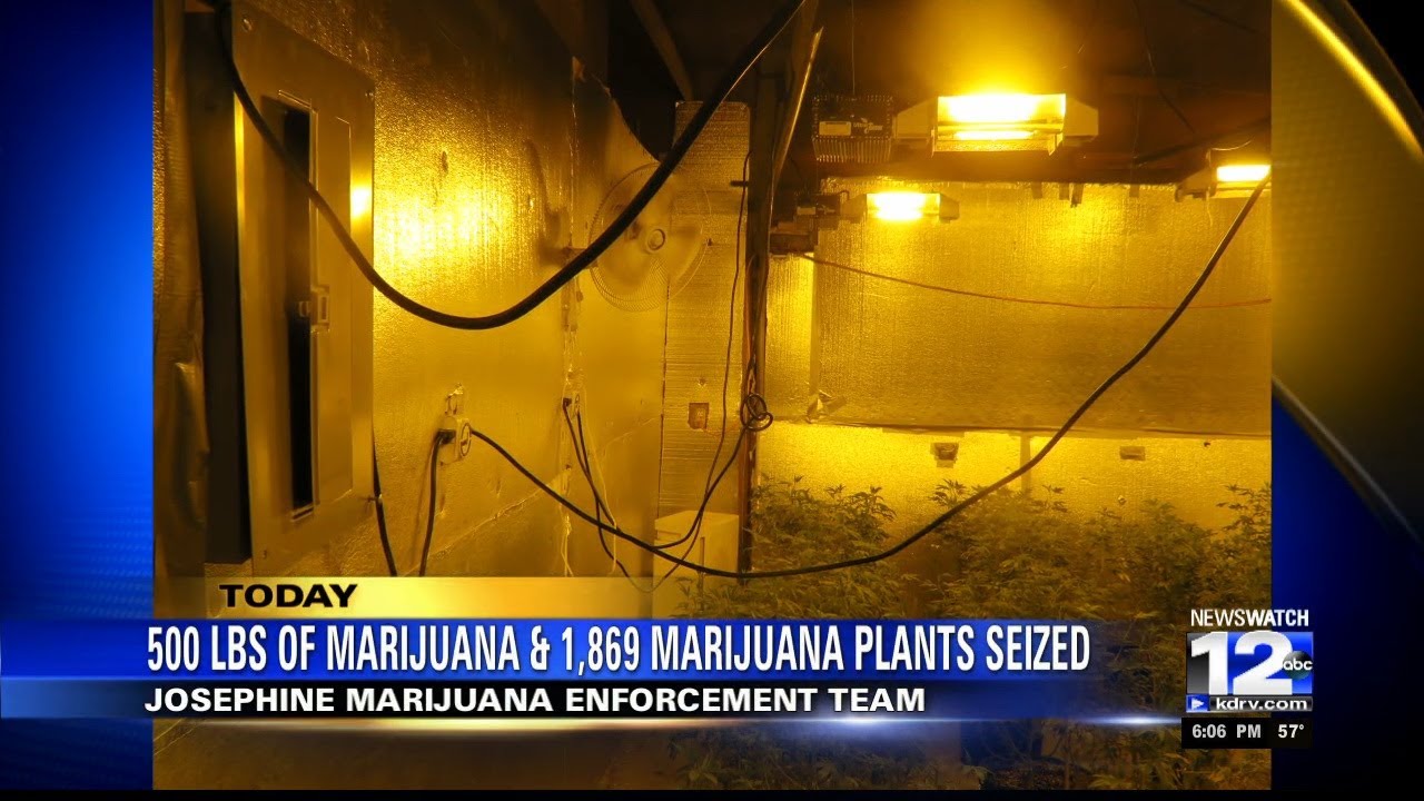 500 pounds of marijuana and over 18,000 marijuana plants seized - YouTube