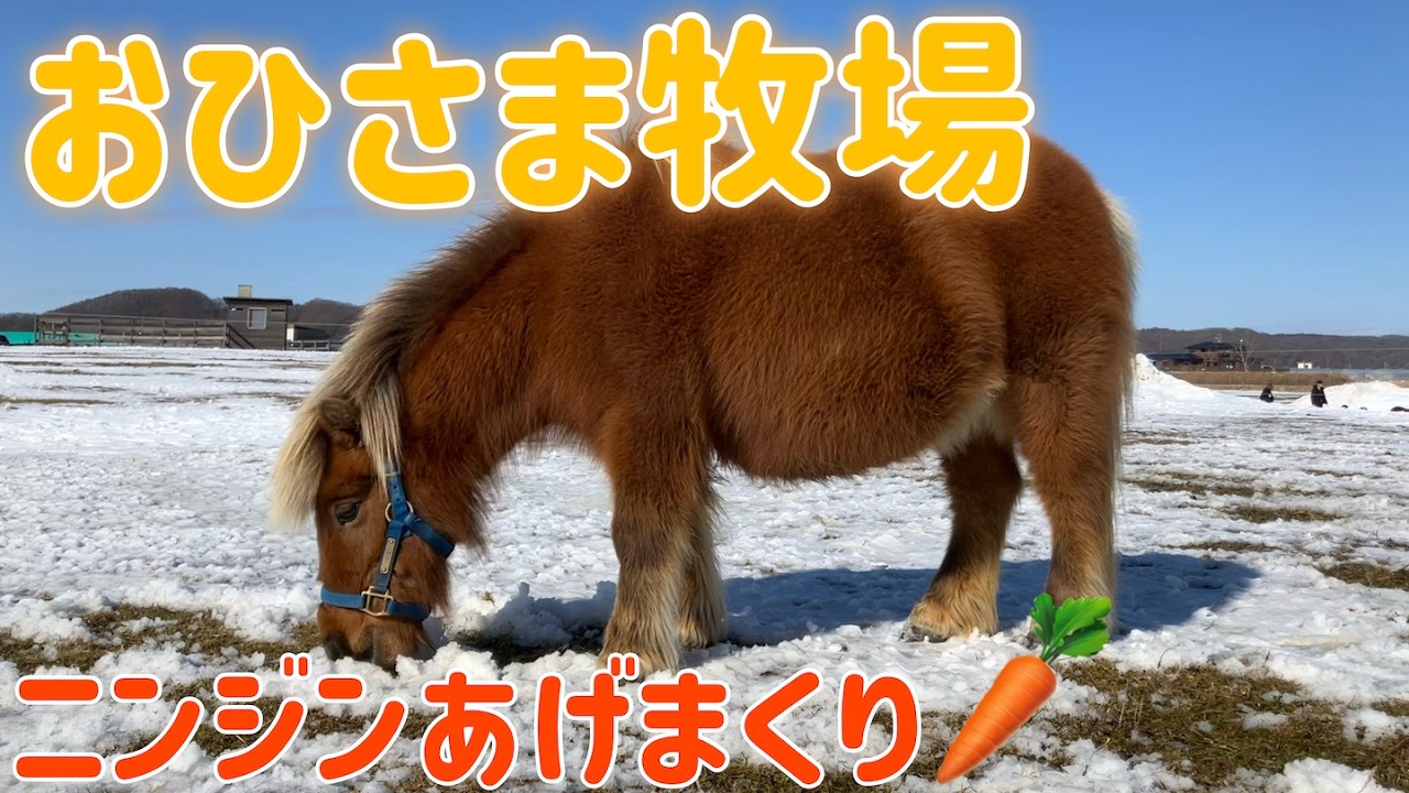 【日高町】ミニチュアホースとのふれあい