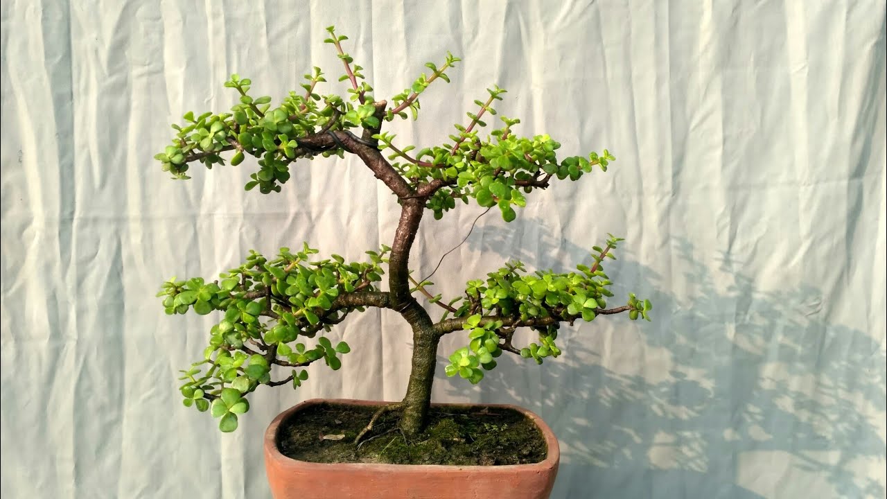 Jade Bonsai YouTube