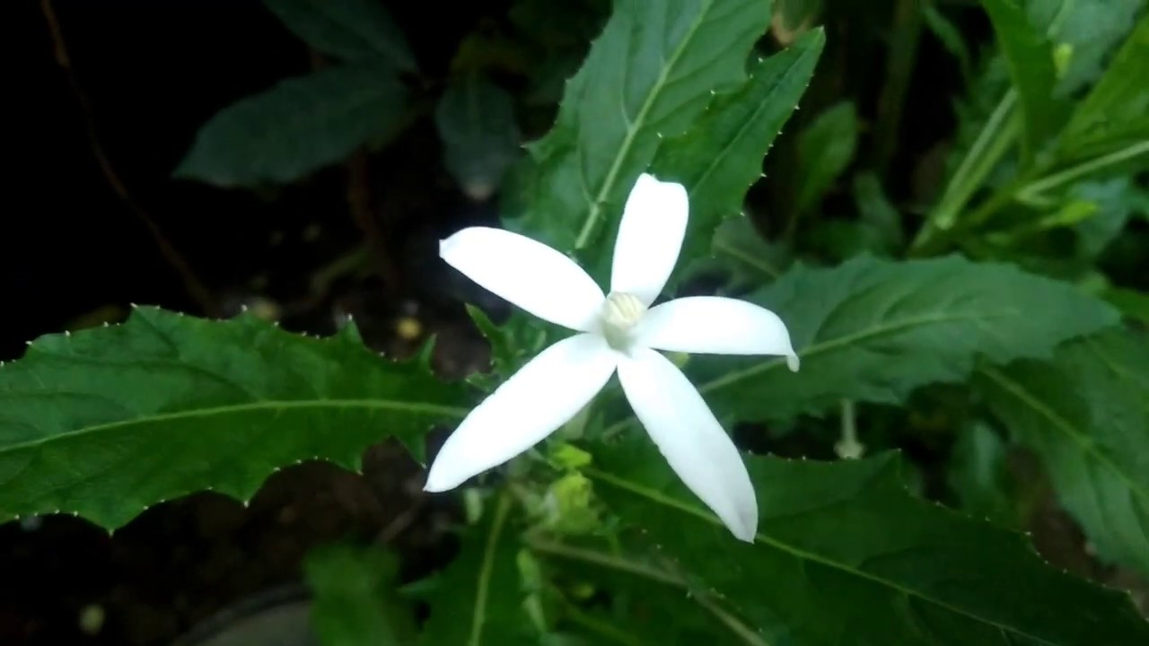 Hd1080p Tanaman Hias Kitolod Ini Memiliki Bunga Warna Putih Berbentuk Bintang Youtube