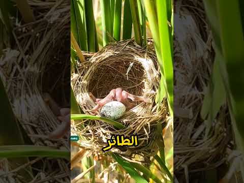 مدهش طائر الوقواق أخبث طائر في العالم