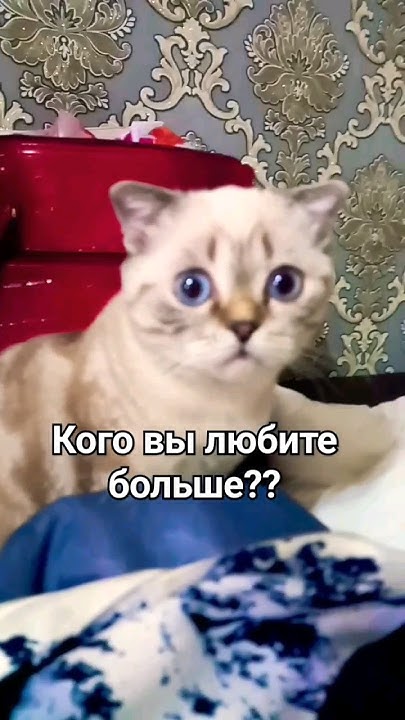 Кошка против собаки 😃.Кого больше?? #муся #cat #котёнок #собака #котики ...