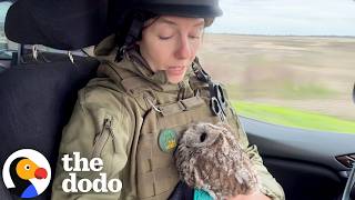 owl trapped anti drone net gets found right people dodo