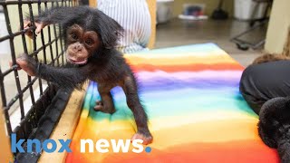 Zoo Knoxville's newest chimpanzee is thriving