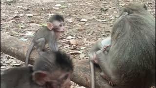 VID20250311113240 play