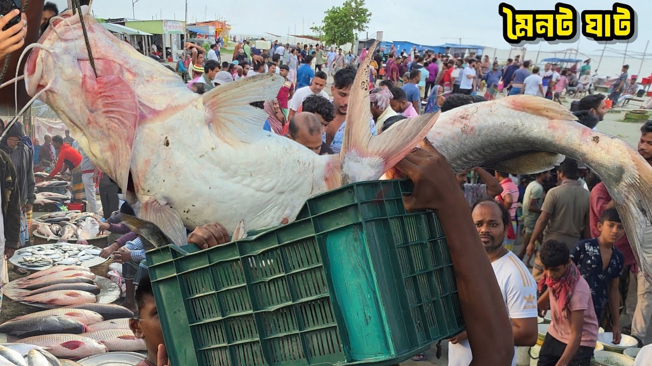 ৩৭ হাজার টাকার আইর মাছ ধরে আনার সাথে সাথে কিভাবে বিক্রি হয় দেখুন | big padma fish  | BD Fish price