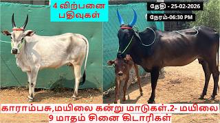 4-விற்பனை பதிவுகள்.காராம்பசு,மயிலை கன்று மாடுகள்.2- மயிலை 9 மாதம் சினை கிடாரிகள்.