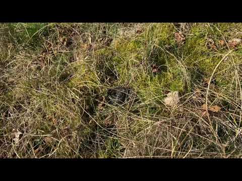 Video: Hvilke ændringer Sker Der I Naturen I Marts