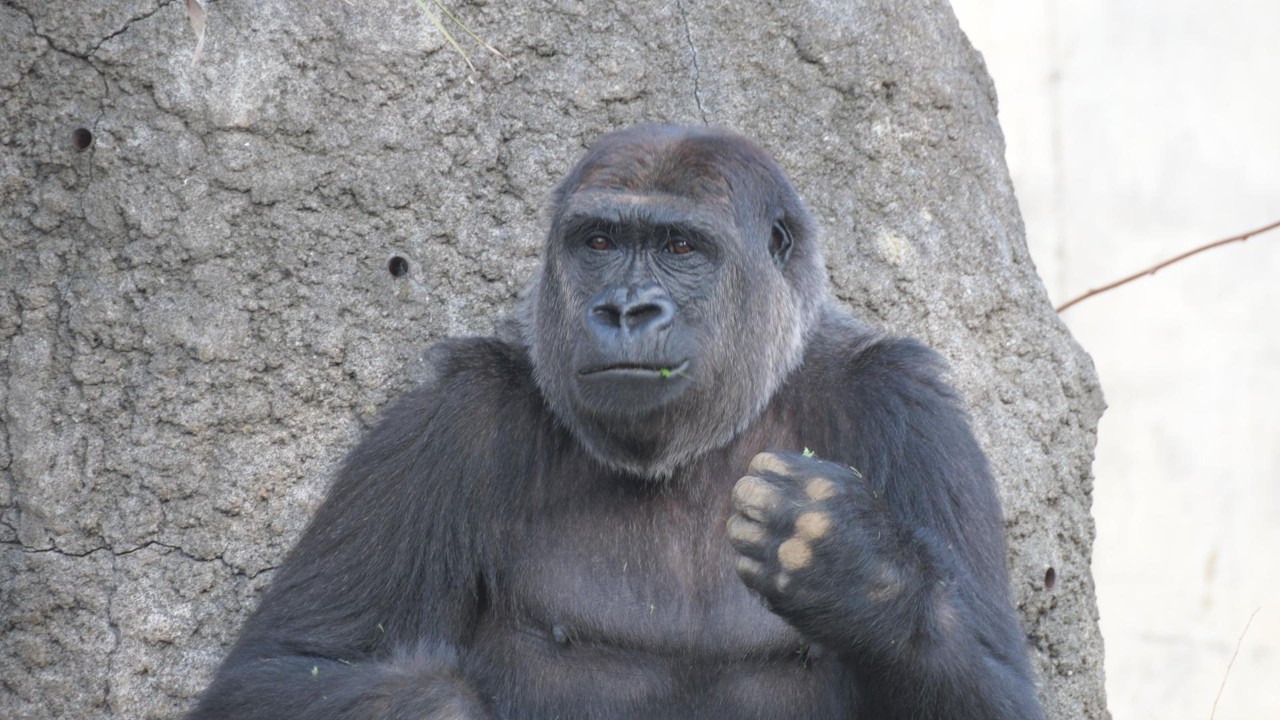 健気なモモカ　千葉市動物公園　ゴリラ　チンパンジー　202602