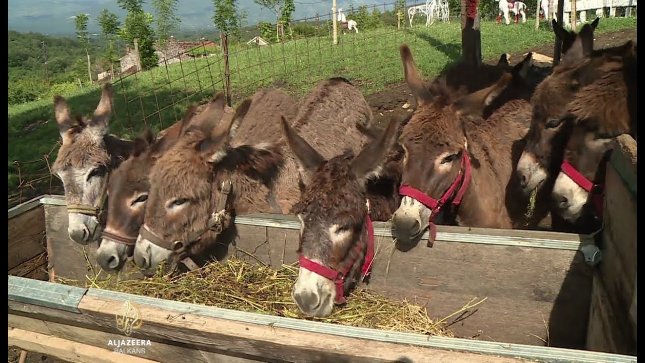 سهل بييلوبافليتش، فرصة زراعية لمدينة دانيلوفغراد