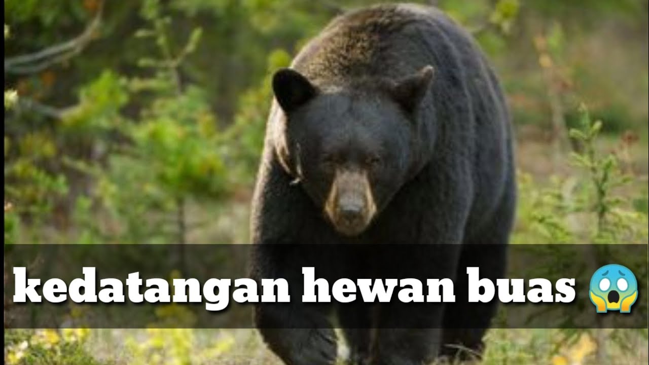 13+ Makanan Hewan Buas, Trend Masa Kini!