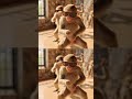 ke lewegi muh dikhavn ka #animation #haryanvisong #thadabhartar #monkey #funny #love #funnyseries
