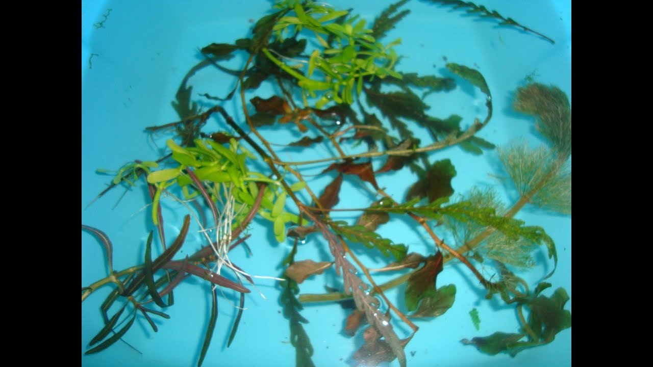 Посылка с аквариумными растениями Полное разочарование - YouTube