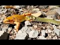 Snake Swallows Frog As it Tries to Escape