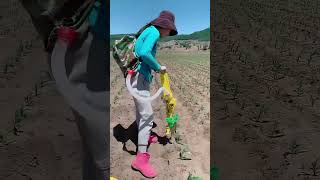 agriculture farming tools part 3539