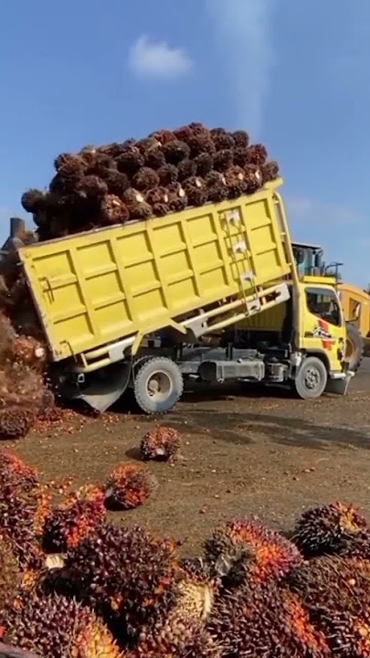keren abis truck sawit
