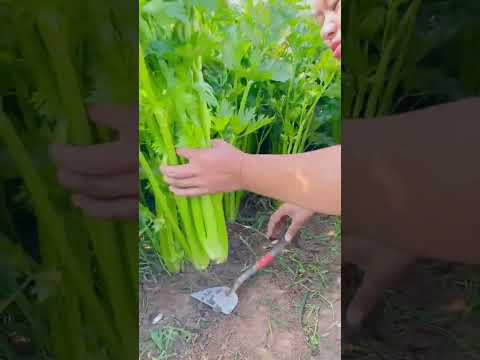Video: Skirtingos salierų rūšys – sužinokite apie salierų augalų veisles