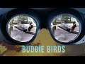 Feed Budgie Birds at the Zoo in VR180! 3D VR