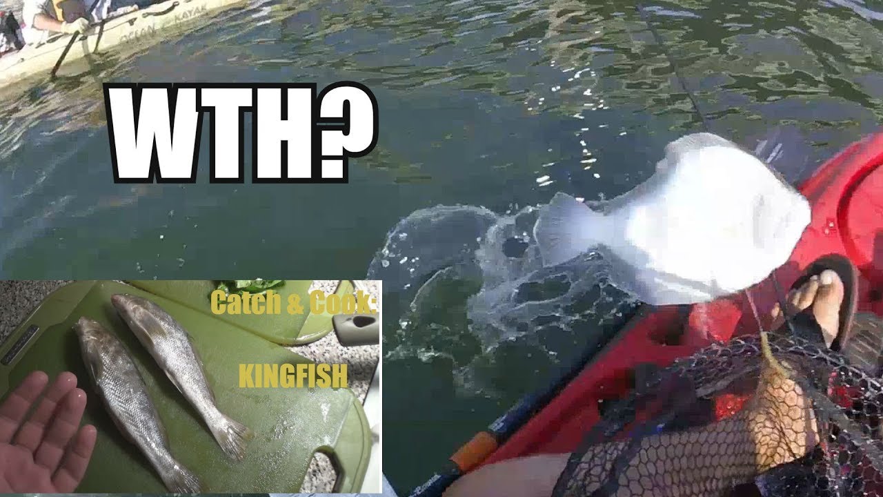 Catch & Cook: NORTHERN KINGFISH + lots of other craziness!!