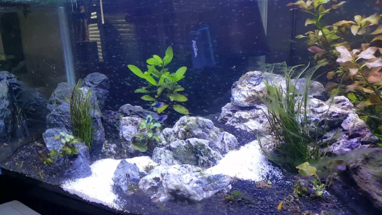 mike vazquez Black Harlequin Rasbora
