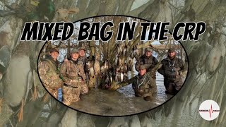 BIG GROUPS OF DUCKS OVER CRP FIELD || ARKANSAS DUCK HUNTING || by Adrenaline Pursuit 1,421 views 1 year ago 12 minutes, 31 seconds