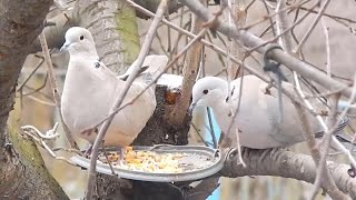 Горлицы на кормушке зимой