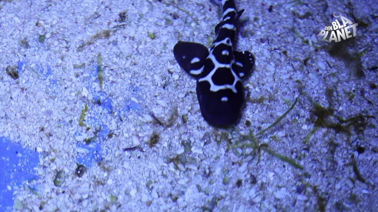 Den Blå Planet er blevet en zebrahaj rigere - er den ikke smuk?