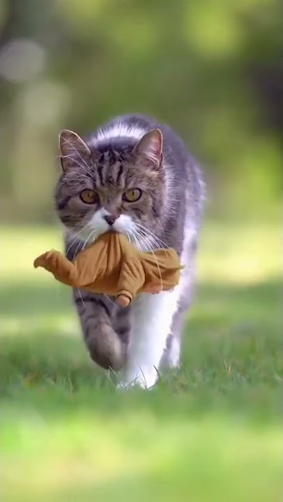 #short  😲Beautiful Cat and Pillu 😱 #cat #pillu