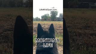 Deer Herd Montana Akita Morning